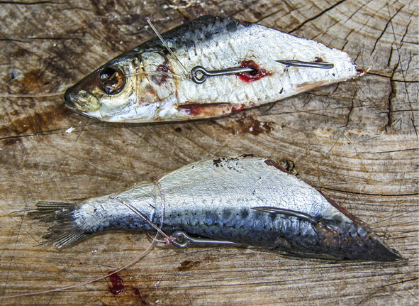 hooking cut bait